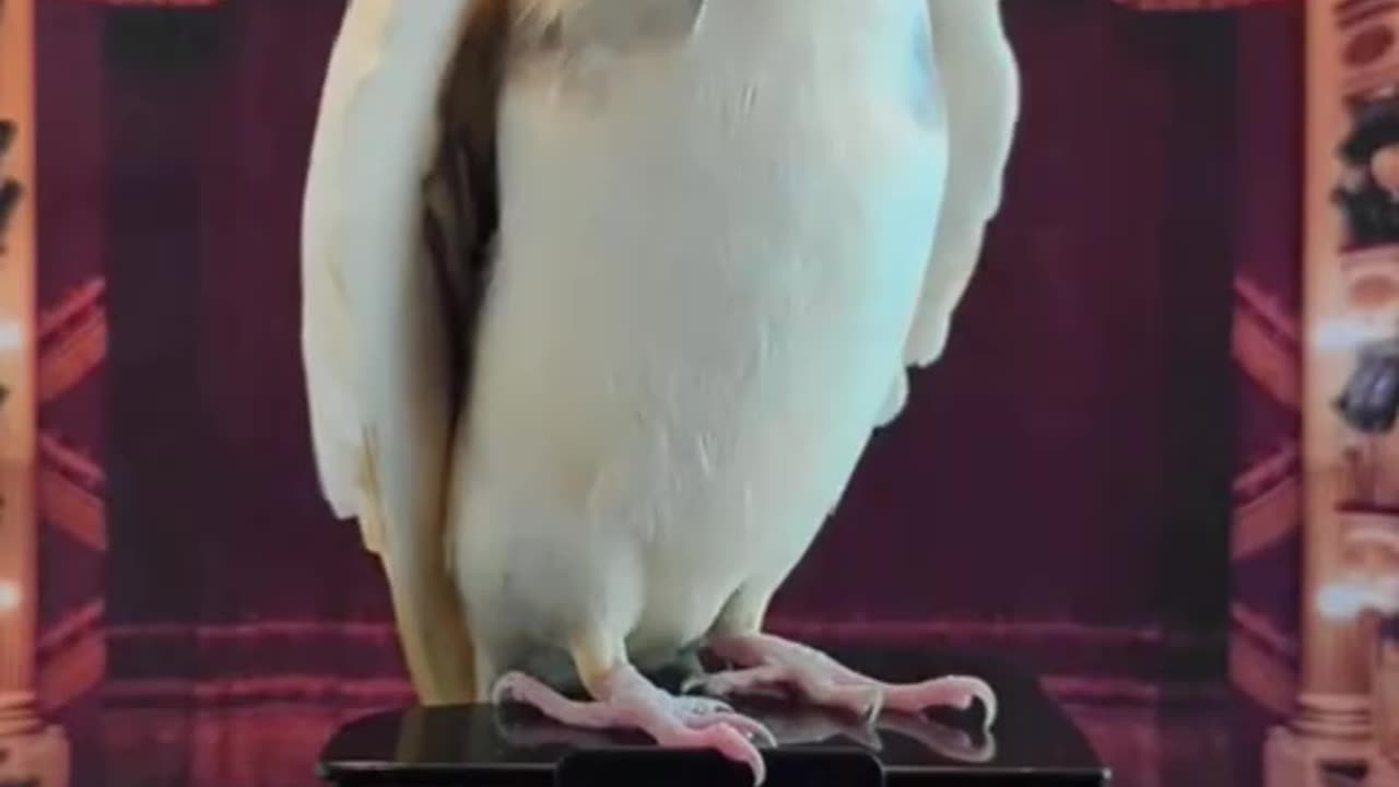 parrot