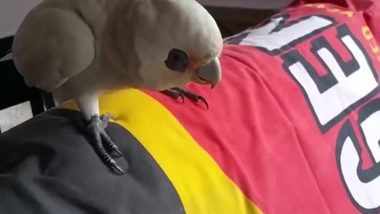 funniest parrots and dogs compilation laugh nonstop! 🦜🐶😂