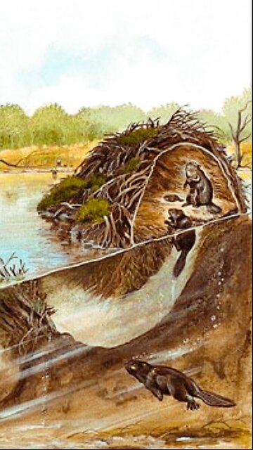 🦫 Beavers are considered ecological engineers
