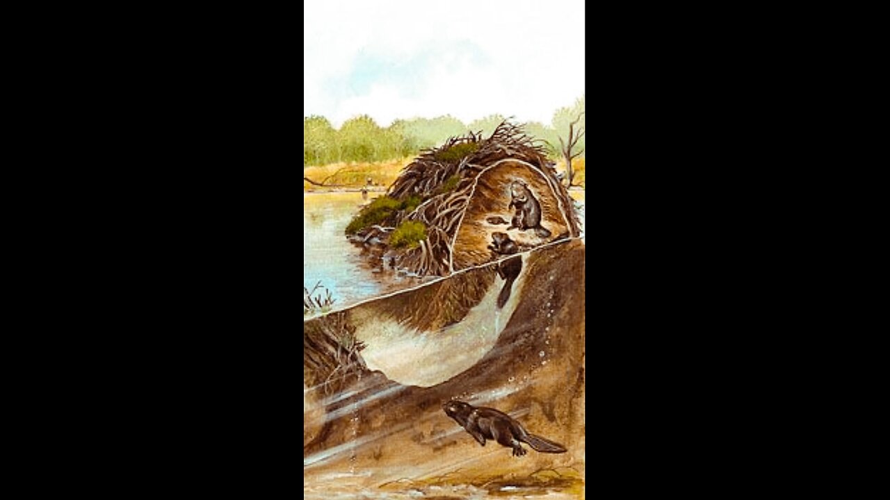 🦫 Beavers are considered ecological engineers