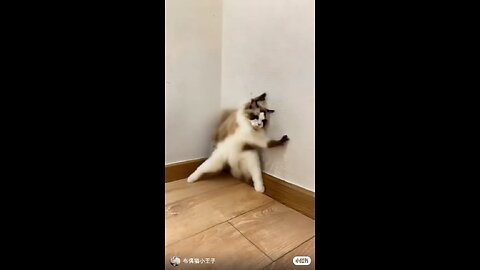 cat faith video short video