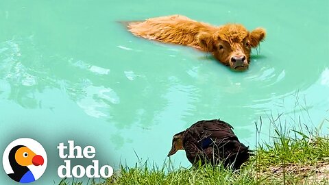 Duck Loves To Go Swimming With Her Favorite Cow | The Dodo
