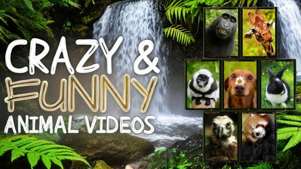 Funniest Animals Moments Ever Caught on Camera ep-06