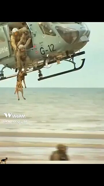 Man’s best friend war dogs