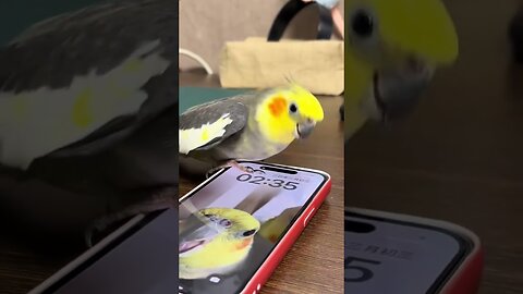 funny animals