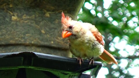 Cardinal