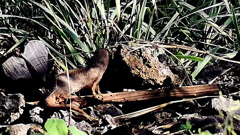 I’m Back! Airgun Hunting Pest Control Video Dump