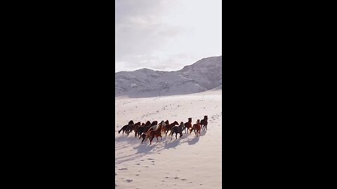 Horse in the Prairie Story