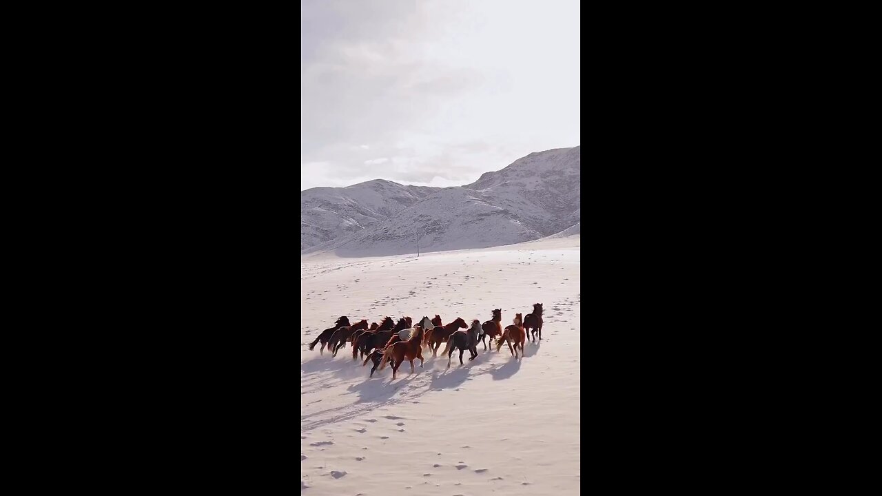 Horse in the Prairie Story