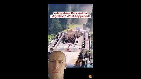 Why are the animals leaving in droves?