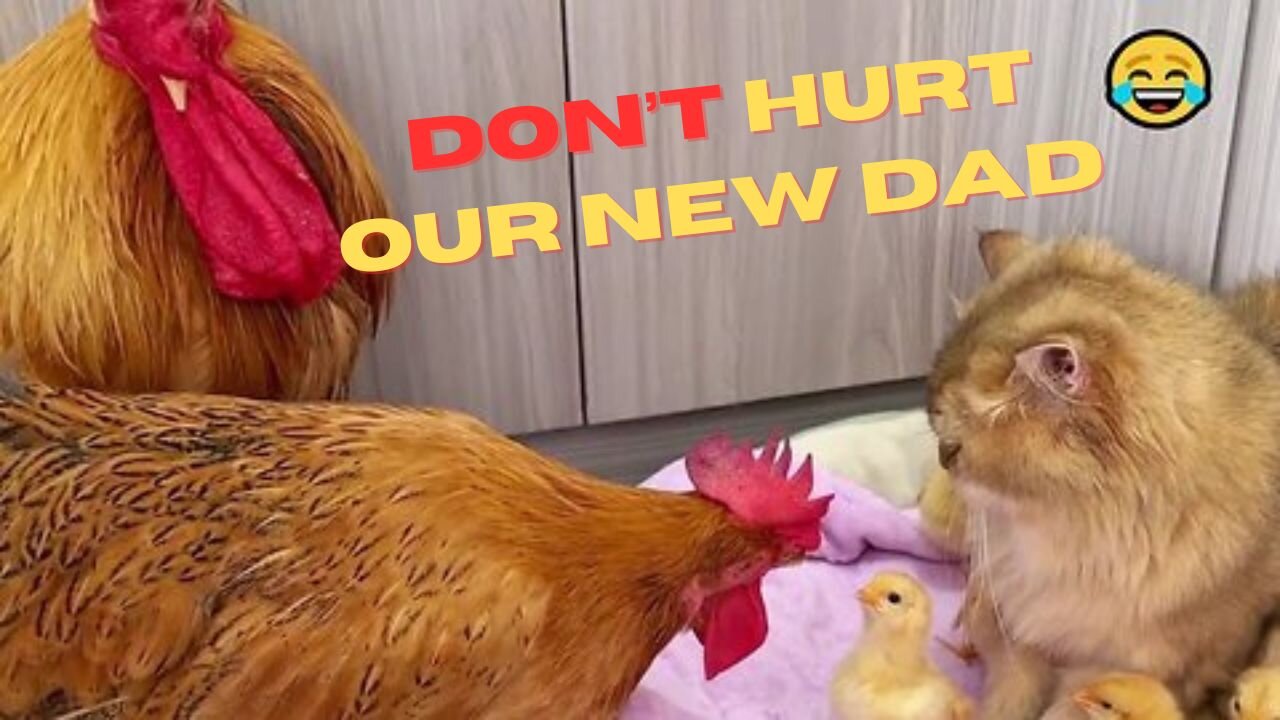 Cute Cat and Baby Chicken Bonding Time🐱🐥