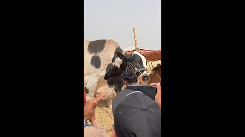 asian king unloading the rise of royal power