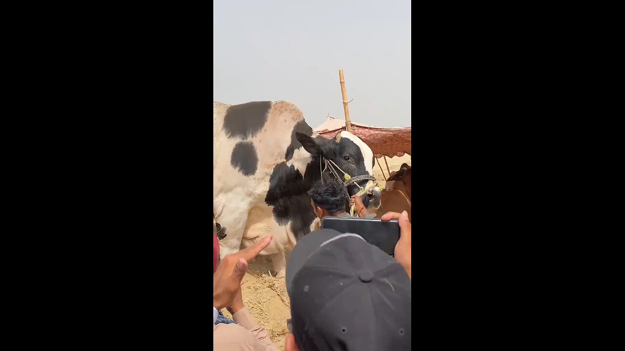 asian king unloading the rise of royal power