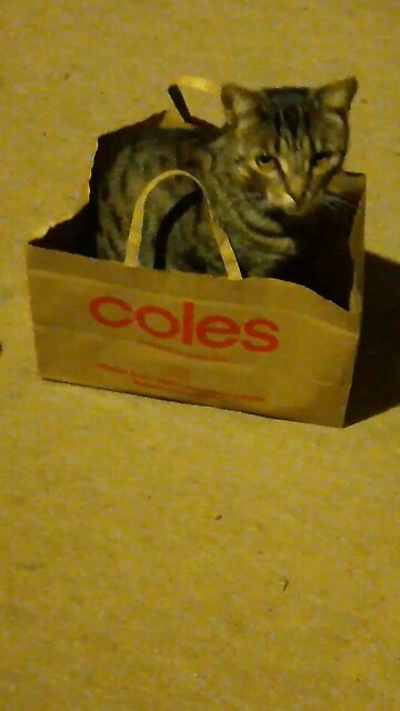 Did we pick you up from the shop Mumi? 😻🤣🤗🥰