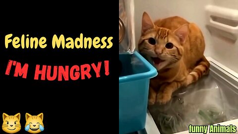 "Feline Madness: I'm Hungry!"
