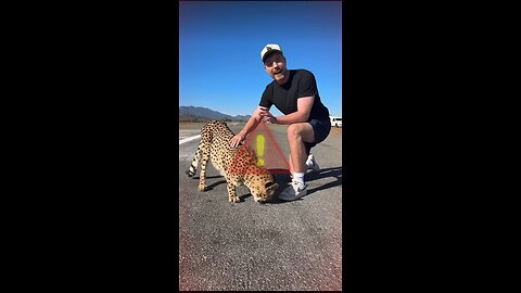 Cheetah Race I Hindi