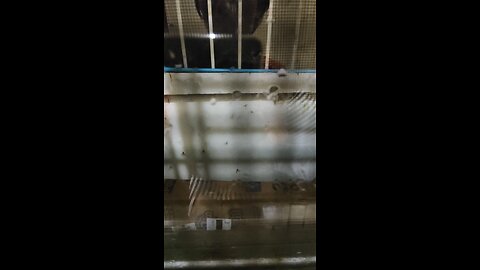 សត្វមេភ្លៀង