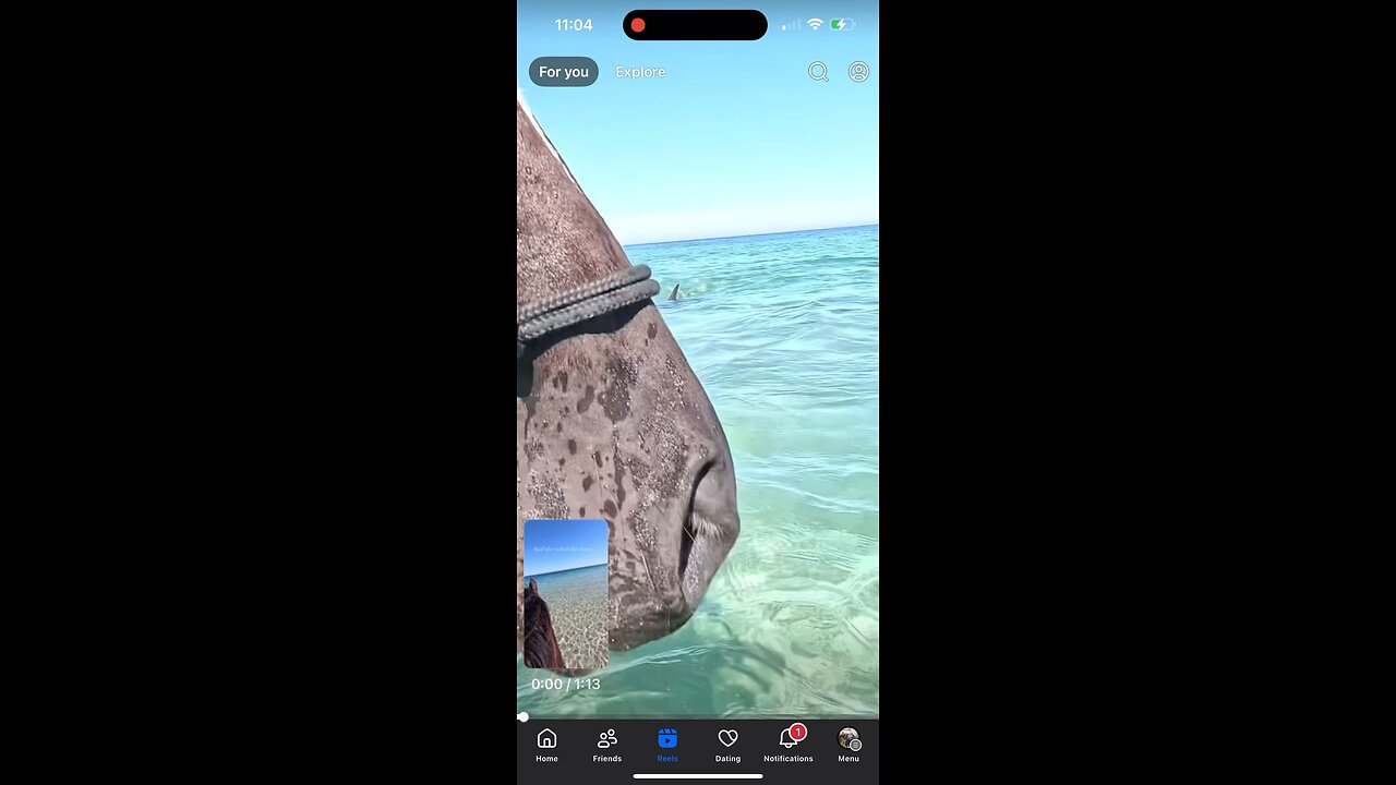 GOD visits us on Earth, no? Swimming with horse AND dolphins in Western Australia.