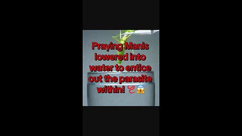 Praying Manis lowered into water to entice out the parasite within! 🪱😱