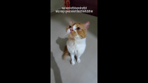 cat straik form meet