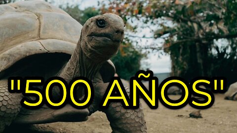 “El secreto de los animales más longevos”“This Animal Can Live Over 500 Years!”