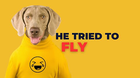 This Dog Thought He Could Fly… But Gravity Had Other Plans 😂