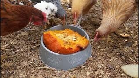 Chickens try the Cinderella Pumpkin. Is it tasty?