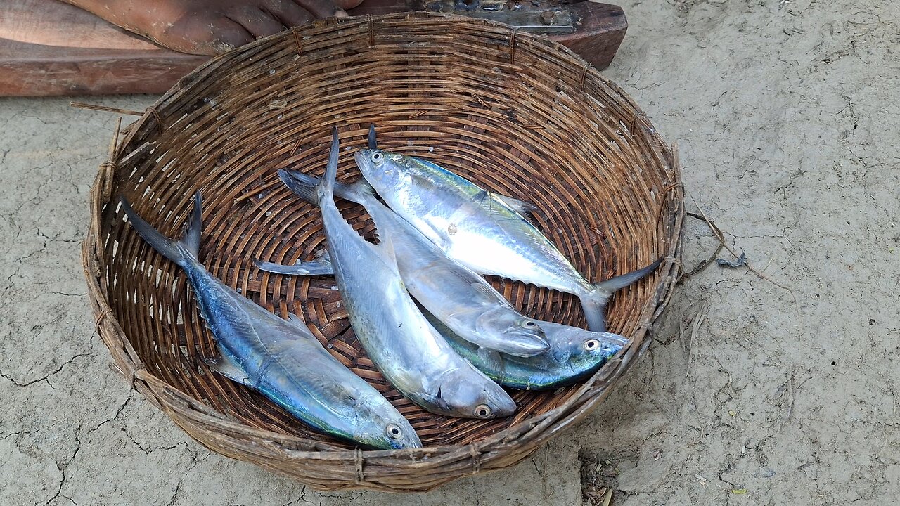 Sundarban net fishing, mackerel fish 🐟