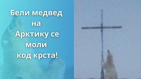 Бели медвед на Арктику се моли код крста!