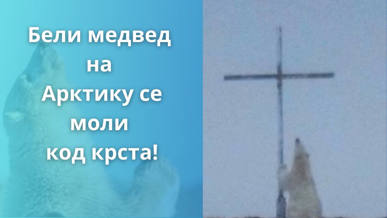 Бели медвед на Арктику се моли код крста!