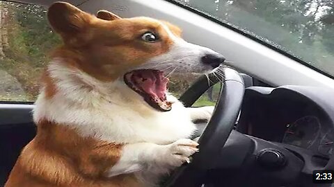 Funny Animals- - Best Of The Funny Animal Videos