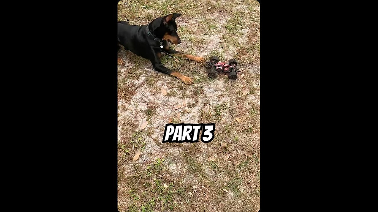 Doberman RC Chase • Movement 3: Intense Chase & Trophy Run | Hall of the Mountain King 🐾🎻