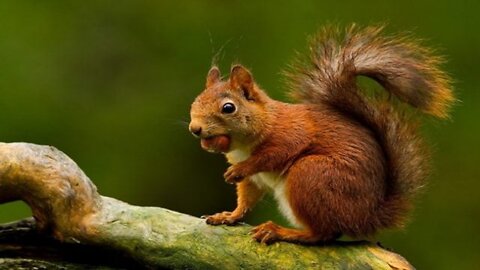 Funny animal. Fun moments