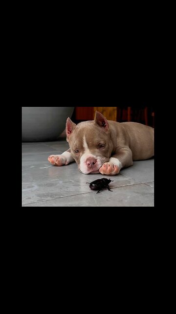 I can't pass by this video 🤣😅🐾