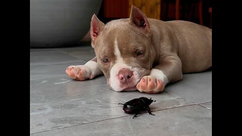 I can't pass by this video 🤣😅🐾