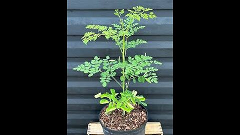 MORINGA, nature’s ultimate healer.