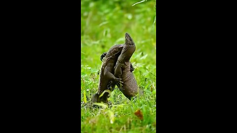 Comodo dragon fight