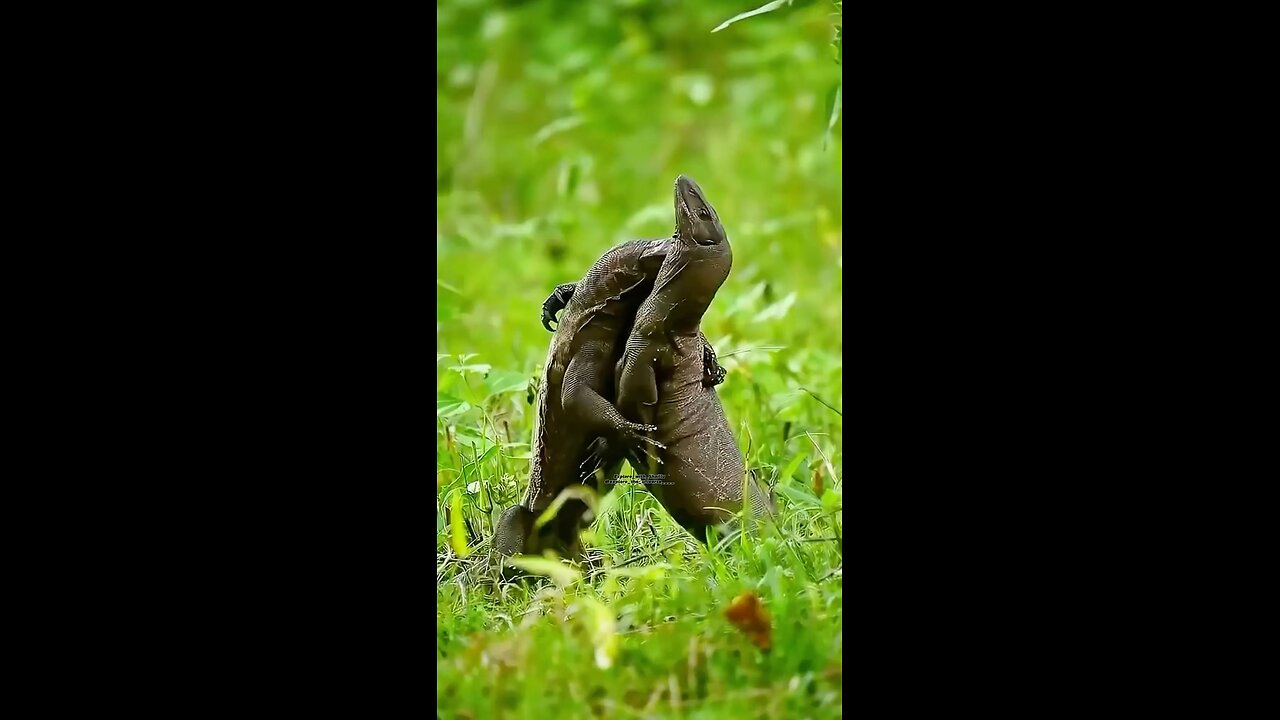 Comodo dragon fight