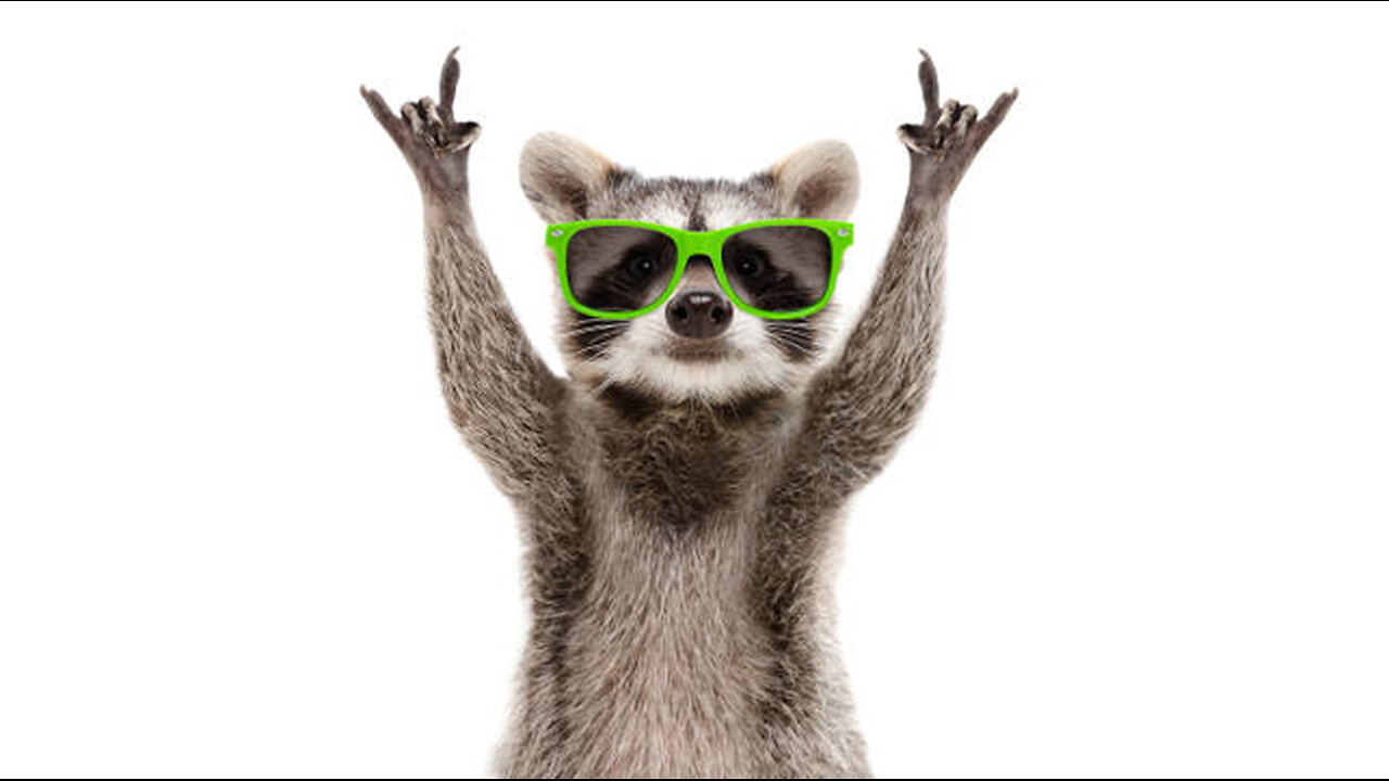 animals funny videos