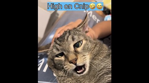 Cats are High!!🤣😁
