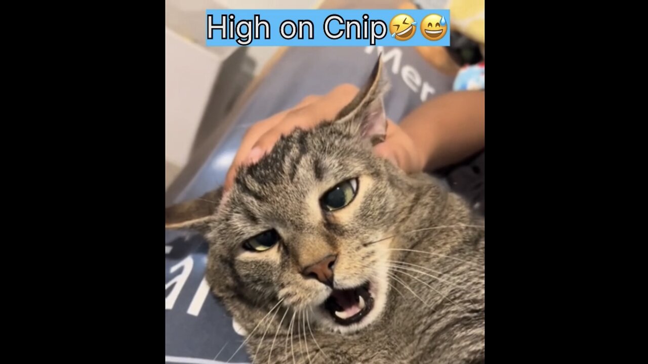 Cats are High!!🤣😁