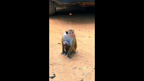 Welcome to Sri Lanka 🇱🇰