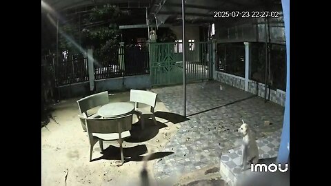 Kaka Tran( lonely dog)