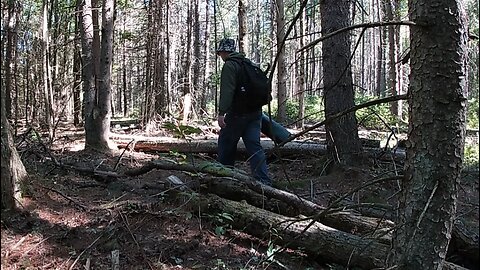 The Search For A New Campsite | Forest and Nature Sounds No Talking ASMR