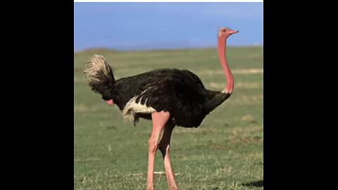 UNIVERSAL OSTRICH Katie Potinsky GOV. DESTRUCION OF THE FAMILY FARM
