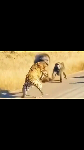 Chimps ride for each other against a cheetah
