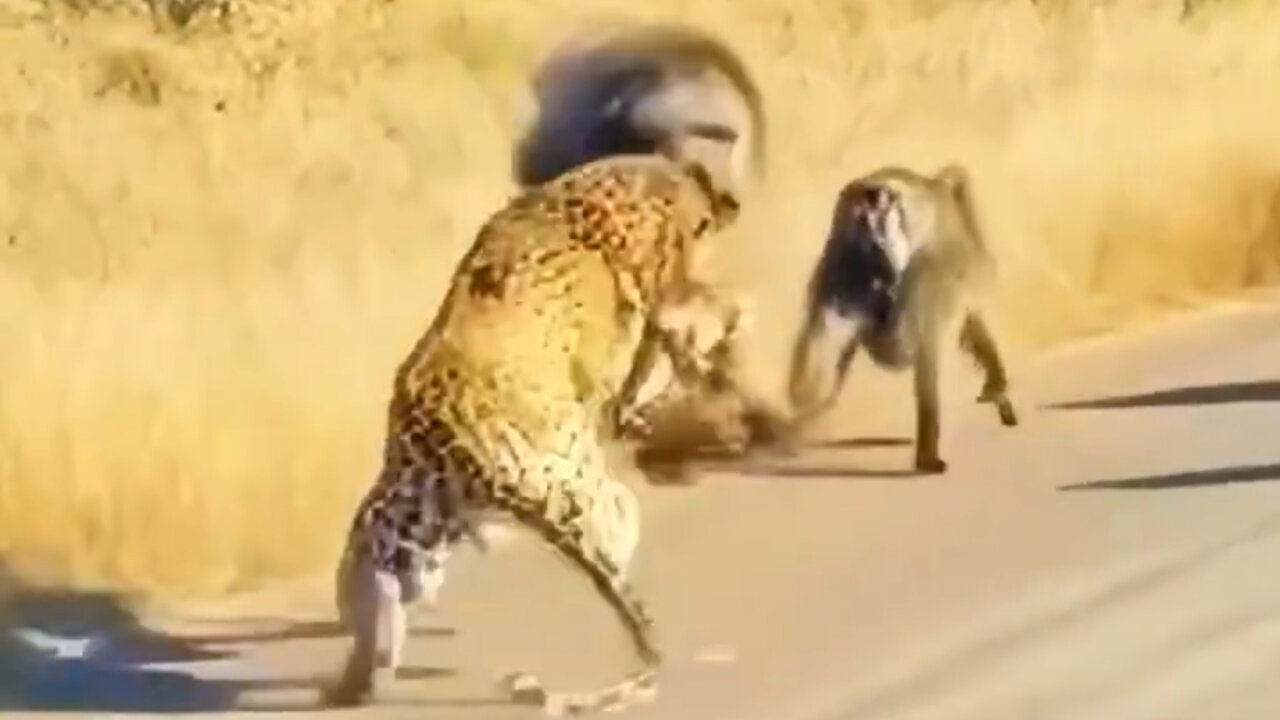 Chimps ride for each other against a cheetah
