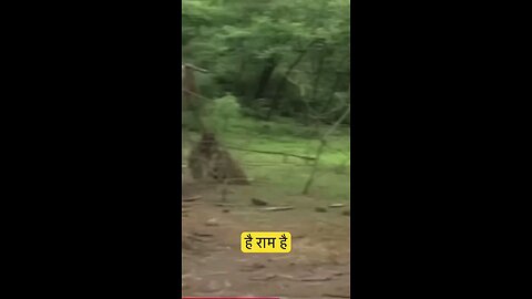 satisfying Video