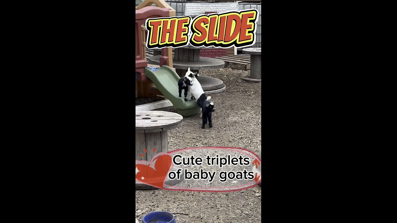 Have you ever watched cute triplet baby goats playing on a slide?