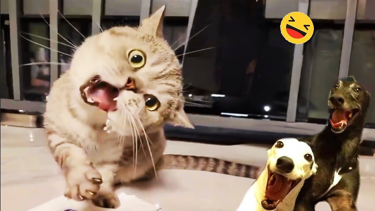 Hilarious Cats & Dogs Compilation – Try Not to Laugh! 😹🐶|FunnyCats | FunnyDogs.